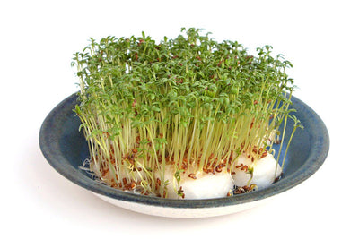 Grow a tiny cress garden