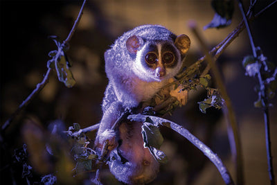 Visit Longleat’s Under the Moon exhibition with your kids this summer